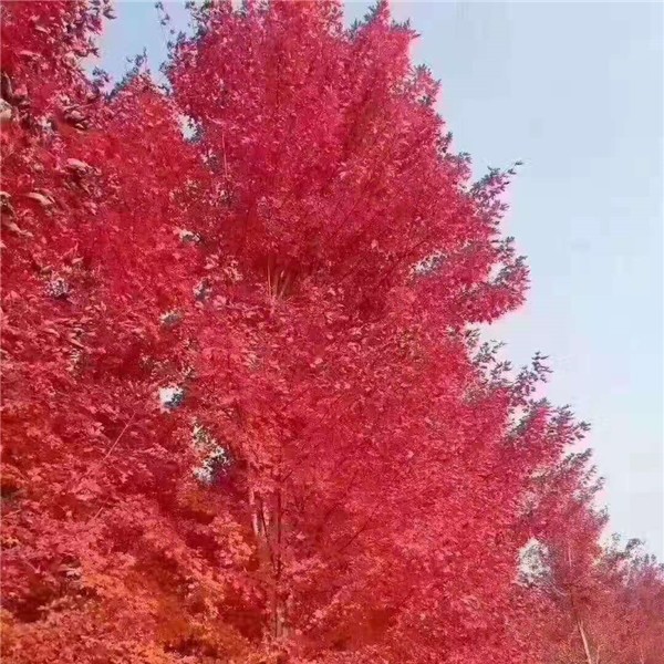 秋季美国红枫