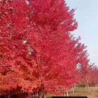 秋季美国红枫