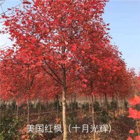美国红枫十月光辉