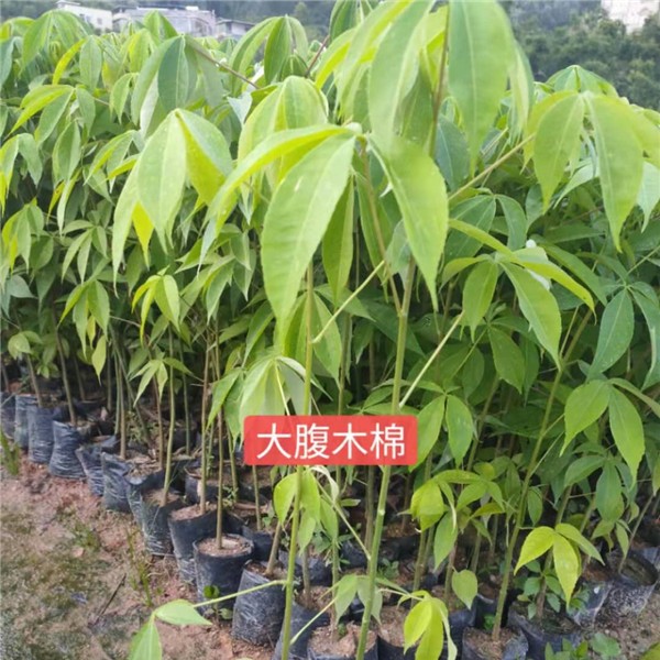 大腹木棉