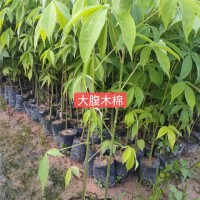 大腹木棉
