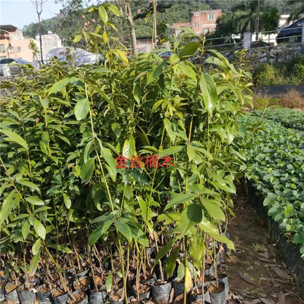 金丝楠木