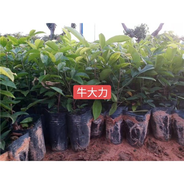 牛大力