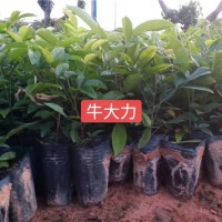 牛大力