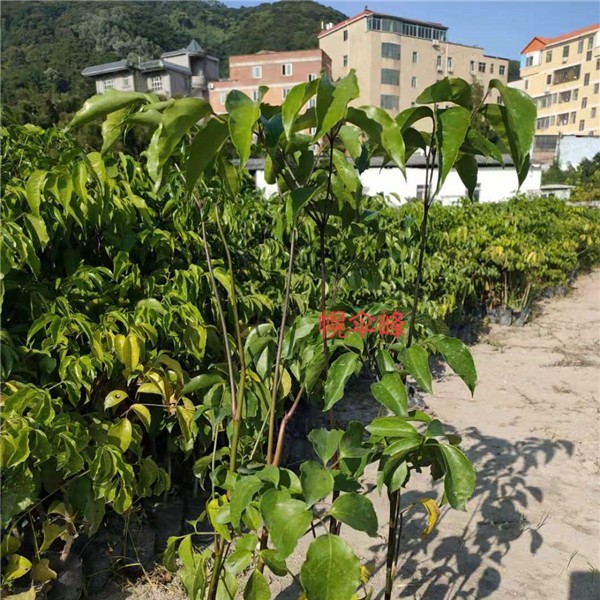 幌伞峰