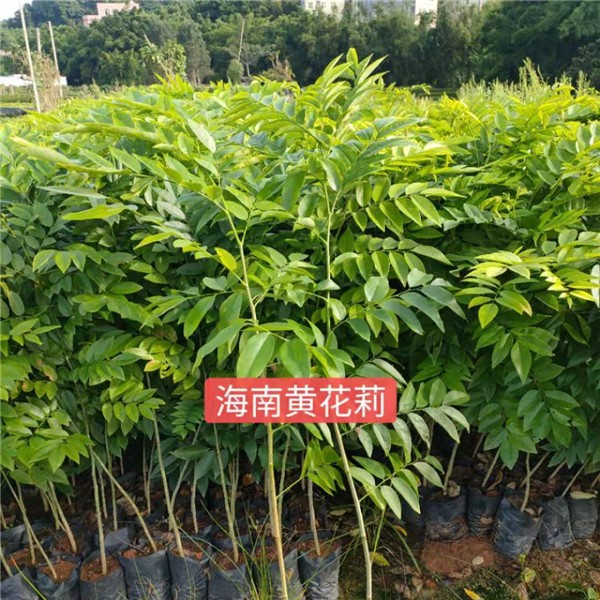 黄花梨