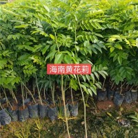 黄花梨