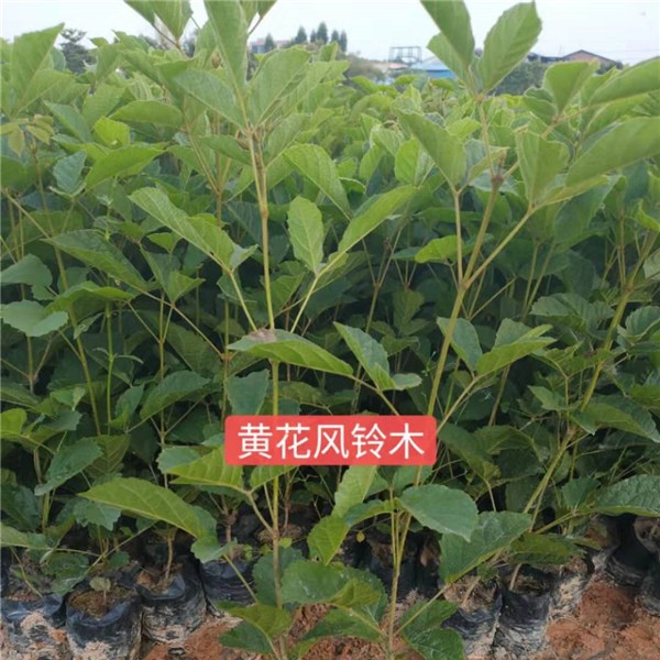 黄花风铃木