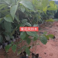 黄花风铃木