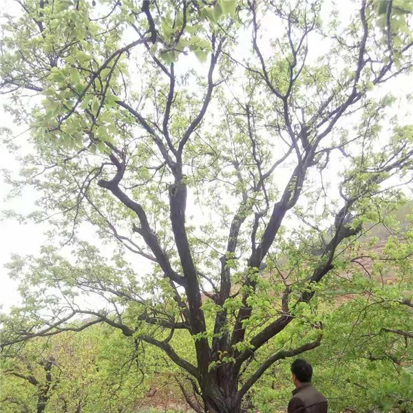 杏树