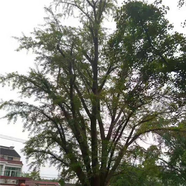 银杏