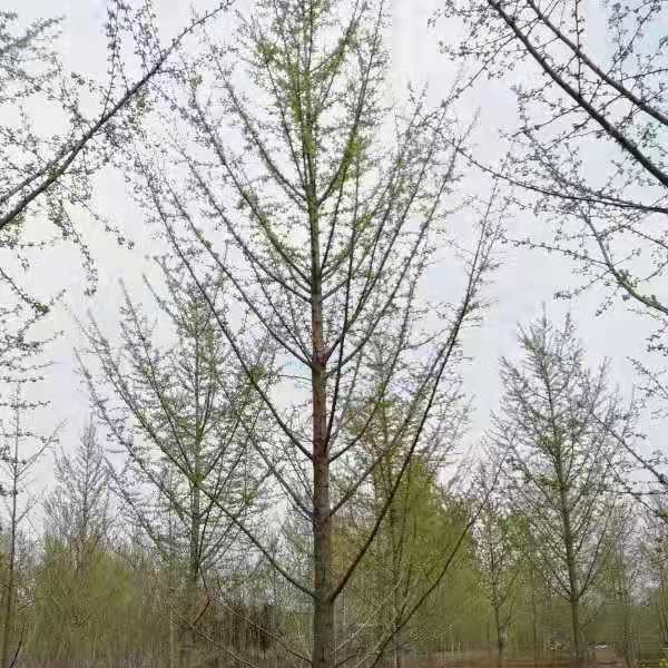 银杏