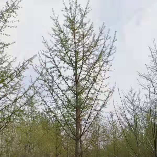 银杏