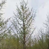 银杏