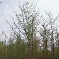 银杏