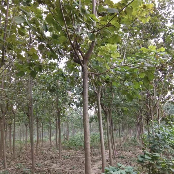梓树