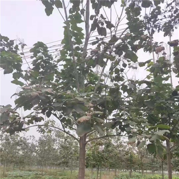 梓树