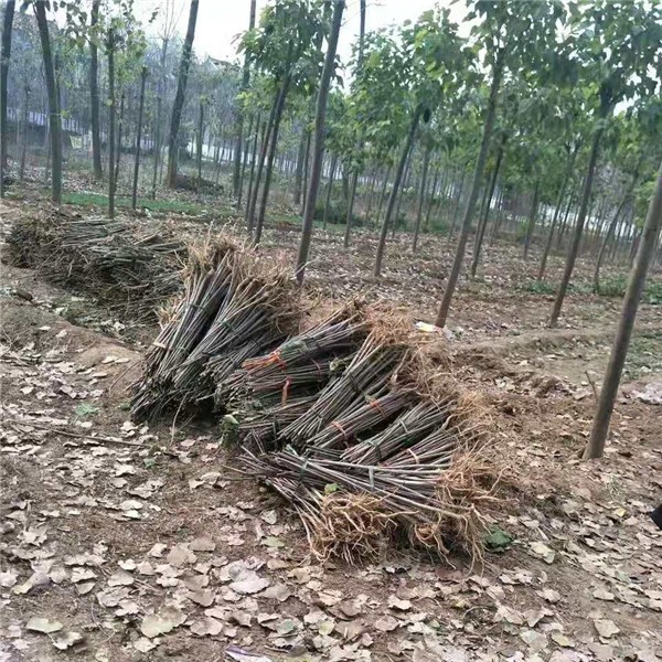梓树苗