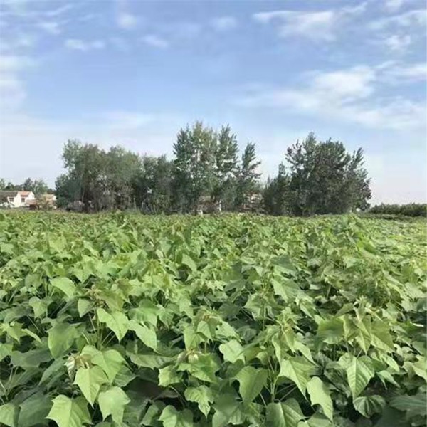 楸树子播苗
