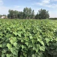 楸树子播苗