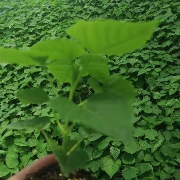 楸树穴盘苗