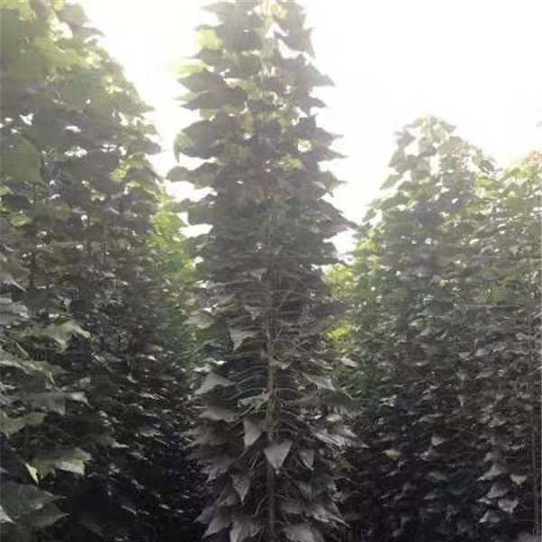 楸树苗2一4公分