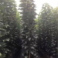 楸树苗2一4公分