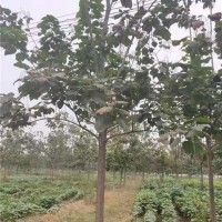 梓树