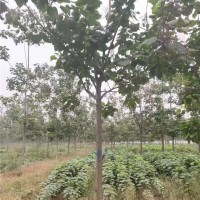 梓树