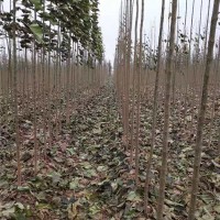 楸树苗2一4公分