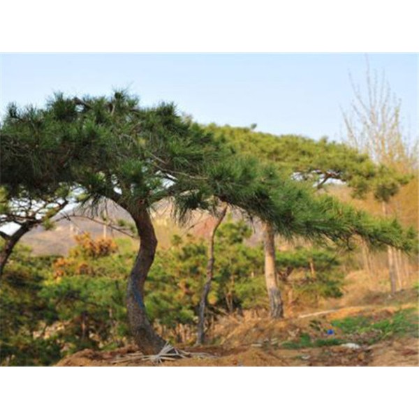 造型松