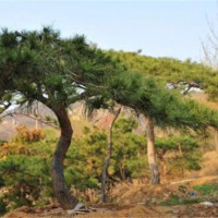 造型松