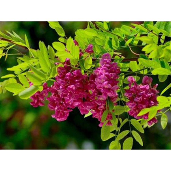 香花槐