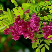 香花槐