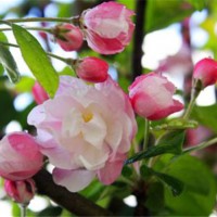 西府海棠