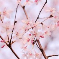 江户彼岸樱