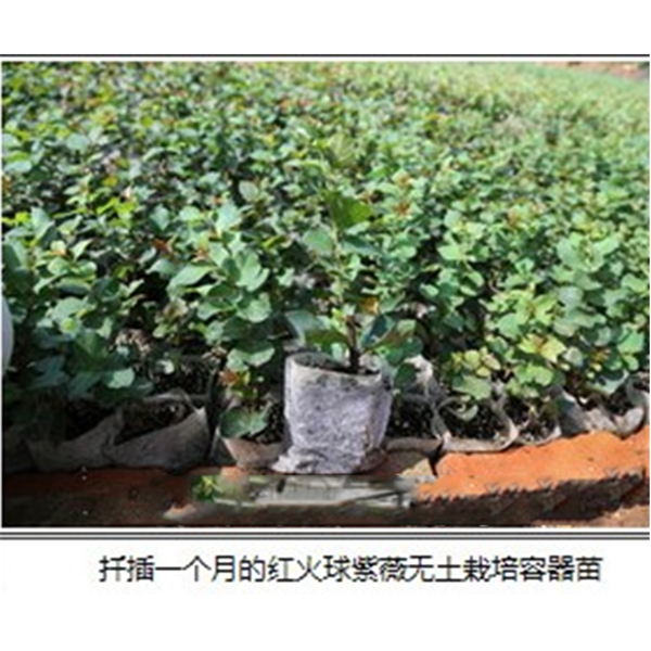 红火球紫薇容器苗