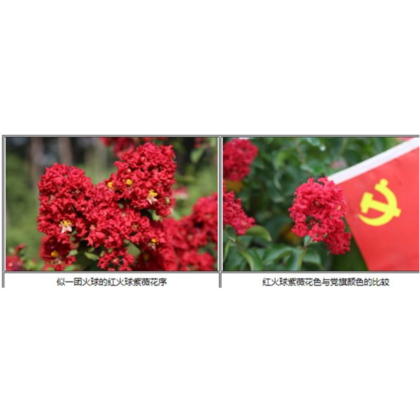 红火球紫薇