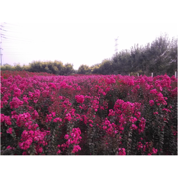 红叶紫薇