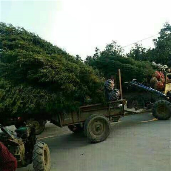 蜀桧