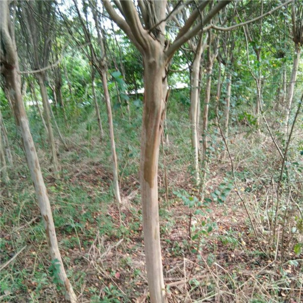 高杆笨紫薇
