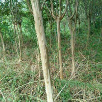 高杆笨紫薇
