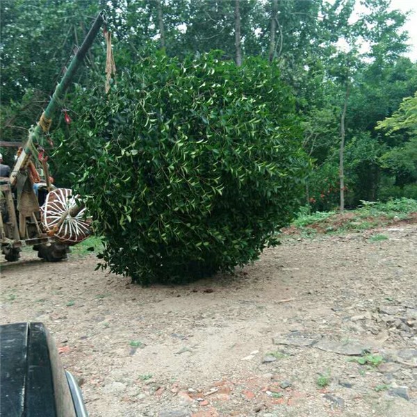 矮分支金桂花