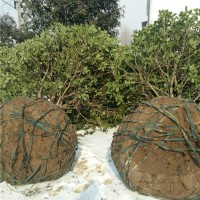 矮分支金桂花