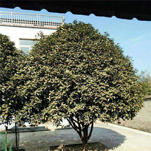 矮分支金桂花