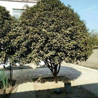 矮分支金桂花