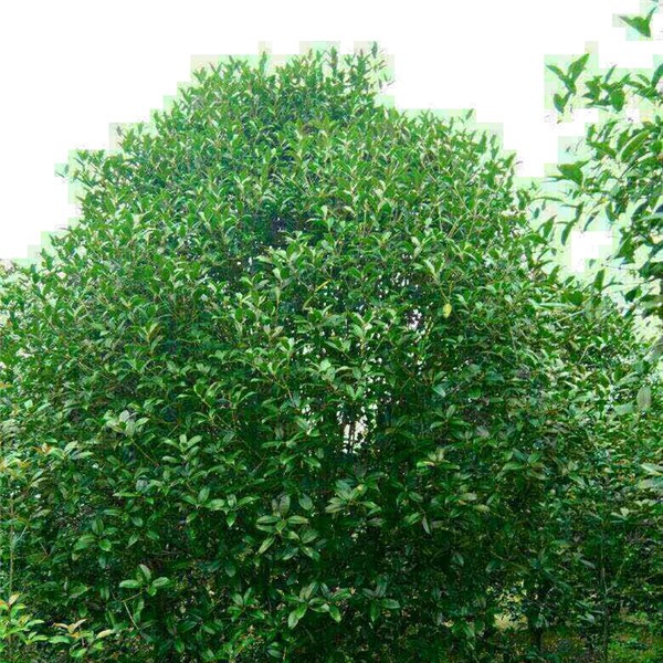 矮分支金桂花