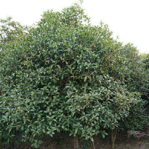 矮分支金桂花