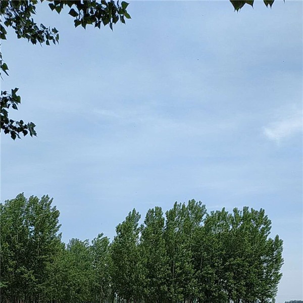 翻土播种
