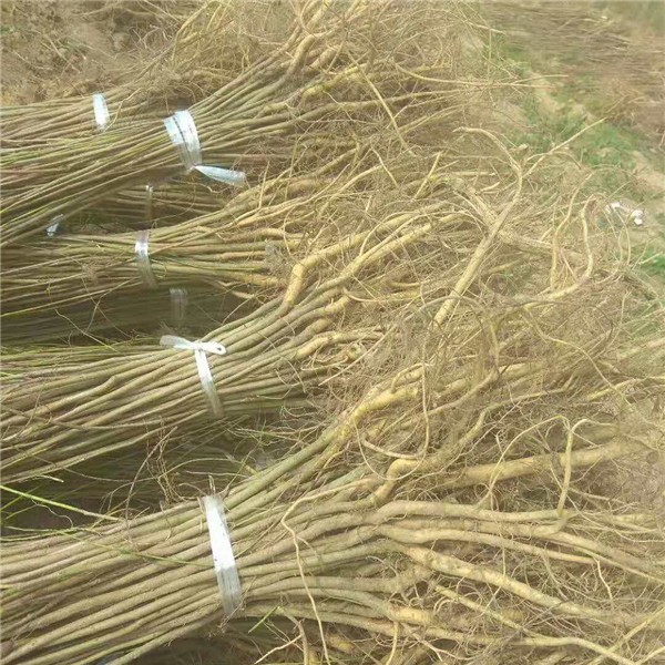 分拣待装
